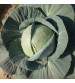 Cabbage / Patta Gobi Hybrid Pluto 10 grams